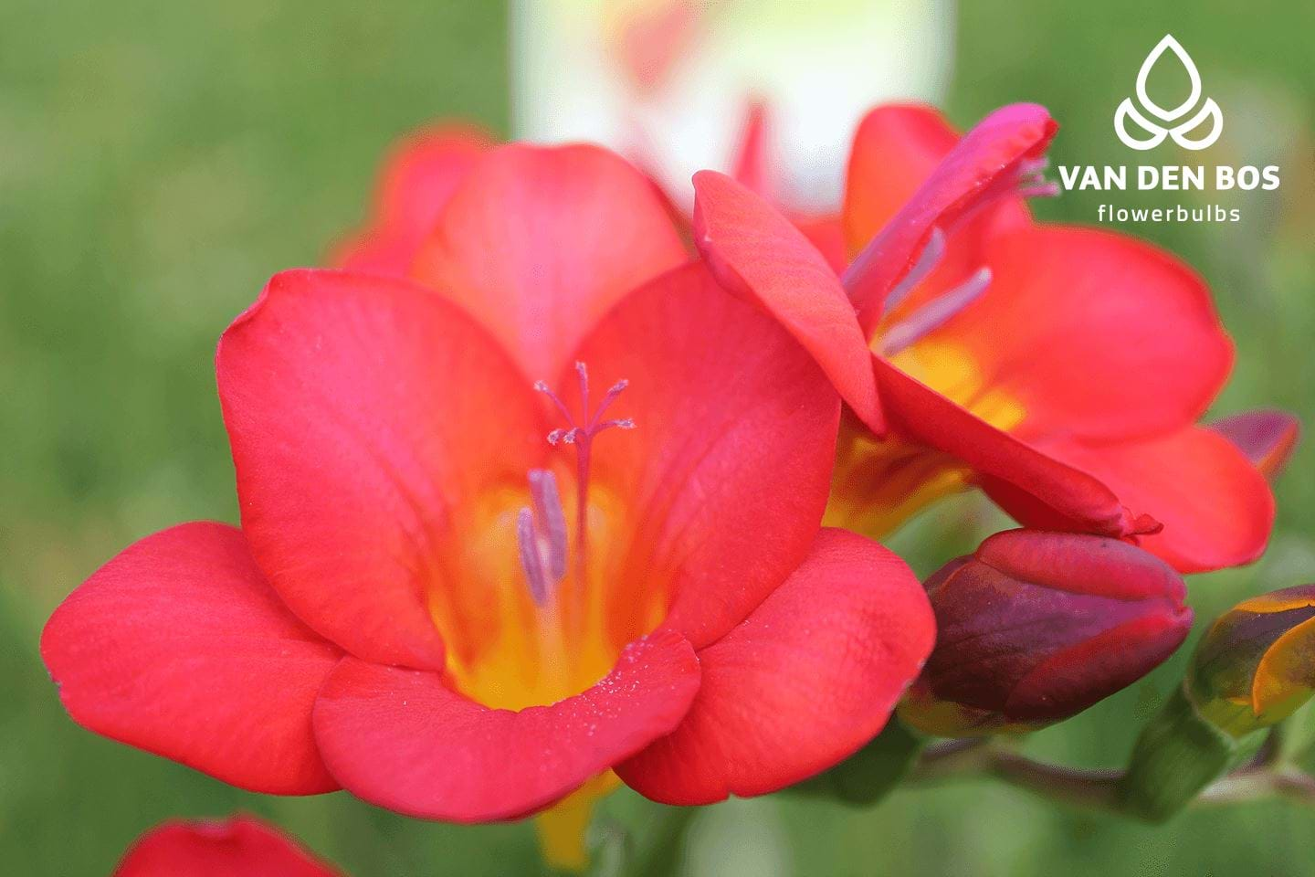 Red Passion® (Single) Freesia Van den Bos Flowerbulbs